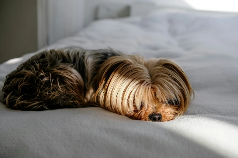 a small dog curled up on a bed