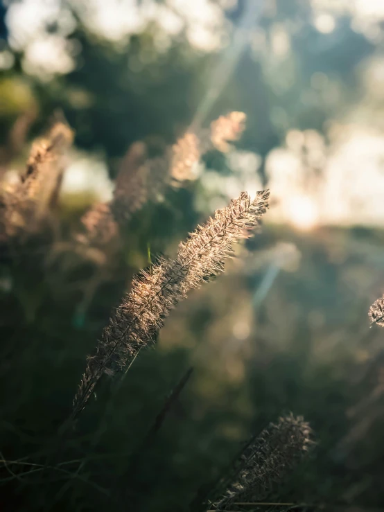 grass is blowing in the wind as sunlight shines behind