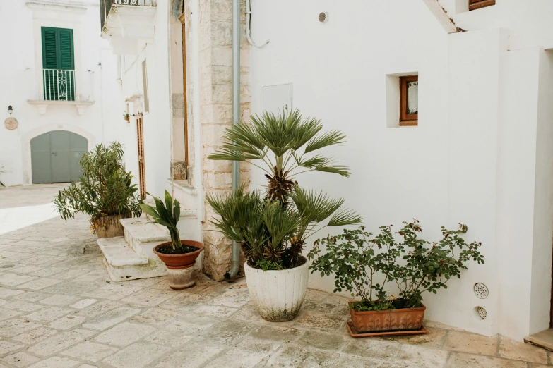 various potted plants outside a white building