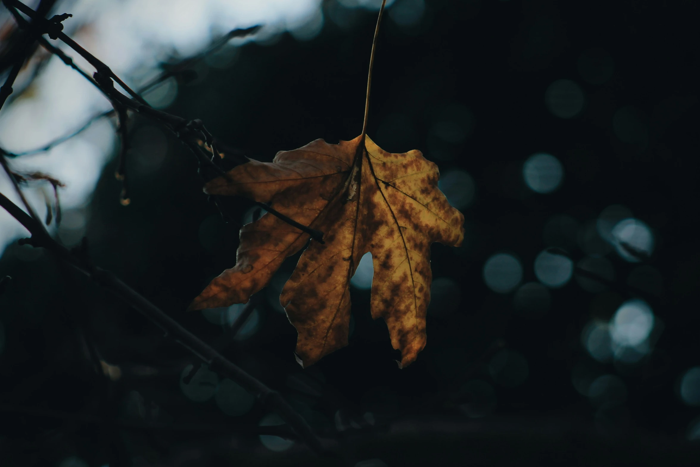 an autumn leaf hanging from a nch with some dewdrops