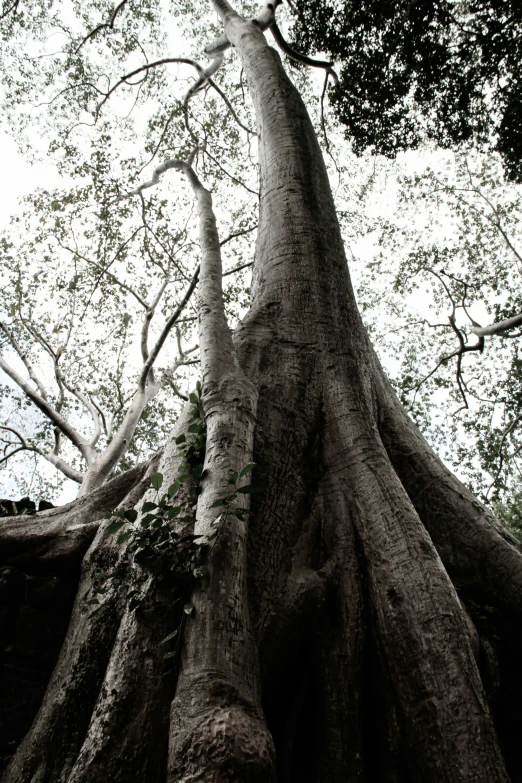 a very large tree that is up against the sky