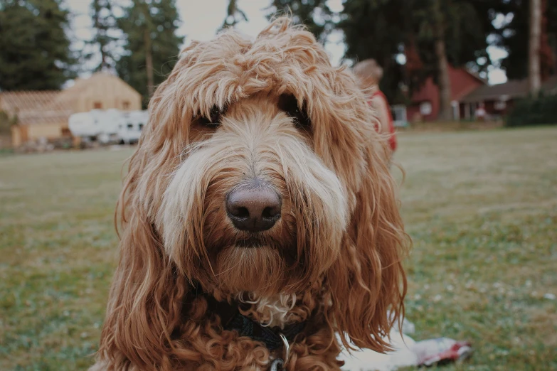 dog looking at the camera with long curly fur