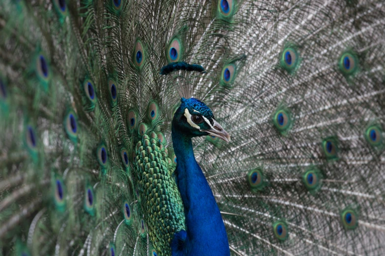 a blue peacock showing it's feathers with its tail