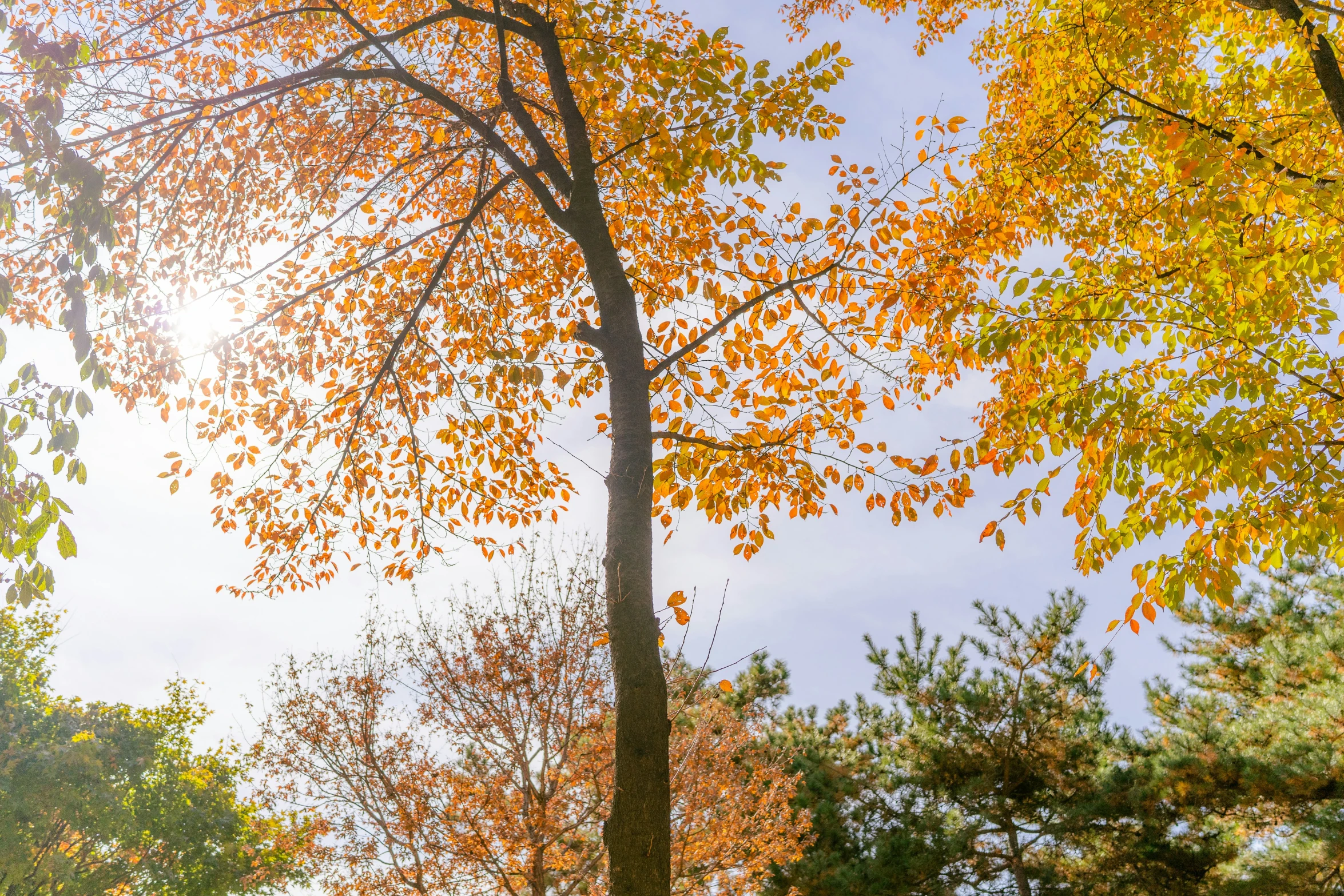 three yellow and orange trees with a blue sky