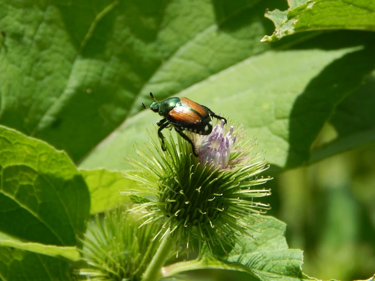 a bug with lots of antennae on it