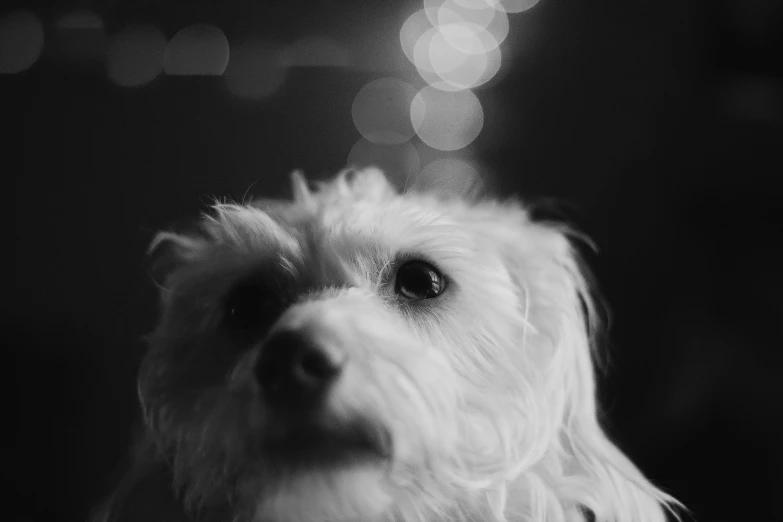 a white dog staring into the camera while wearing a collar