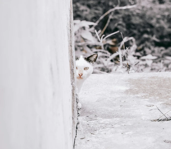 the cat is looking over the door in a snowy place