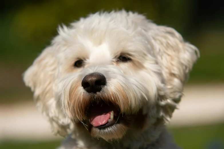 a close up po of a dog smiling for the camera