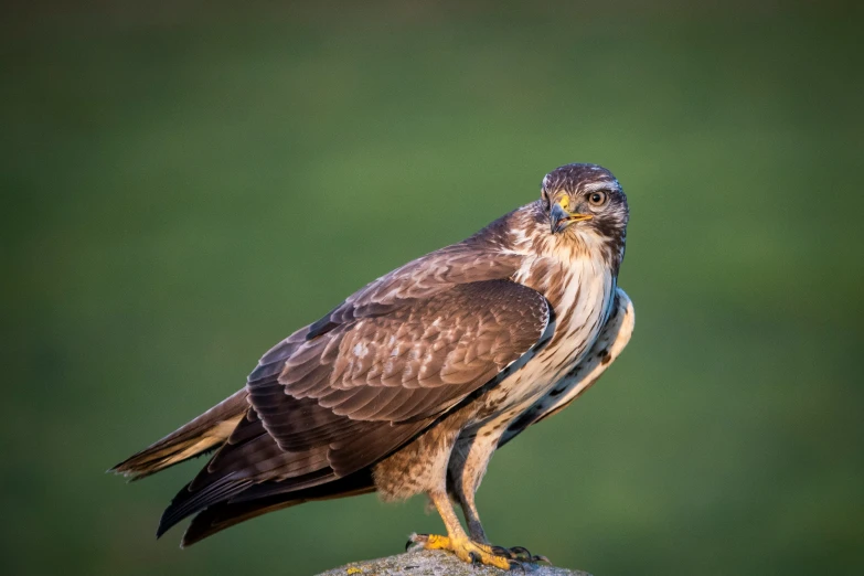 a bird that is sitting on a rock