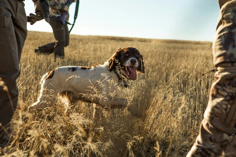 a dog in the middle of some tall grass