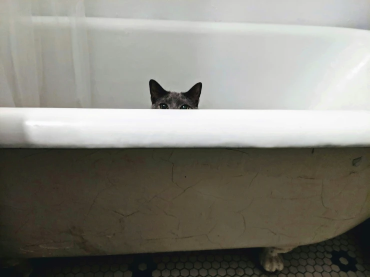 a cat peeking out from behind a bathtub