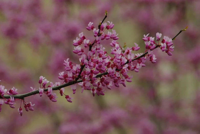 purple flowers on a nch with blurry background