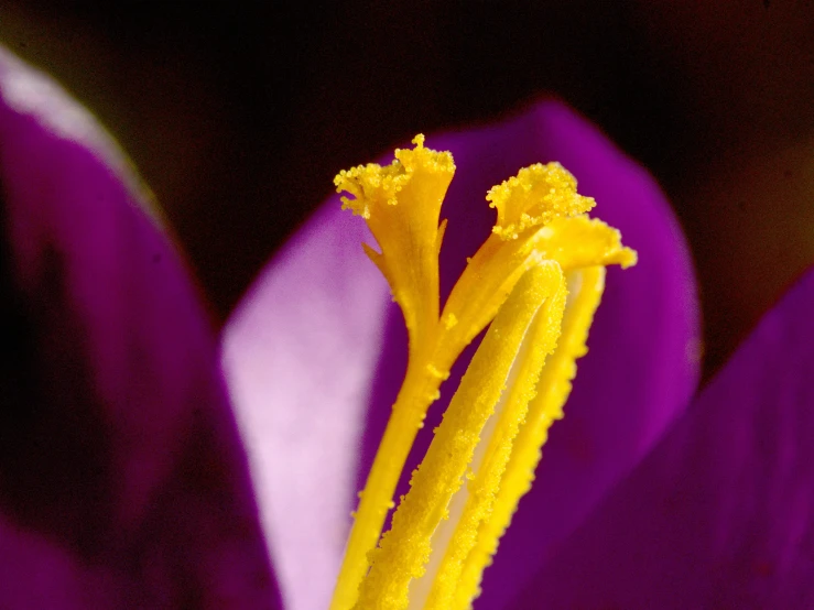 a close up image of a large flower with bright colors