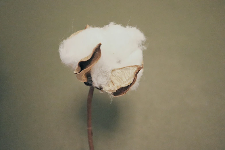 a small cotton plant is in a room