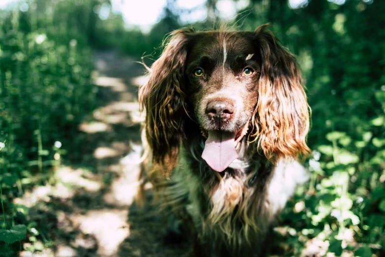 a long haired dog sitting on top of a dirt path