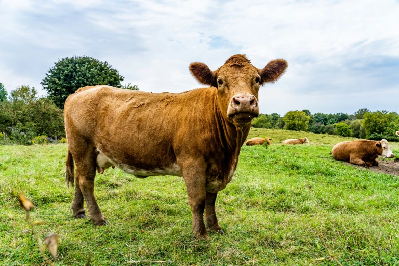 a cow stands in a grassy field with other cows