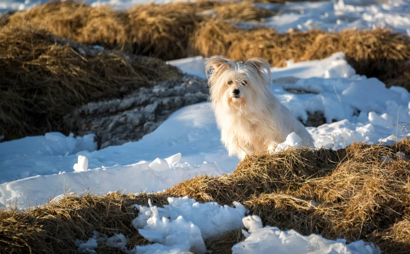 a white dog walking across some snow covered ground
