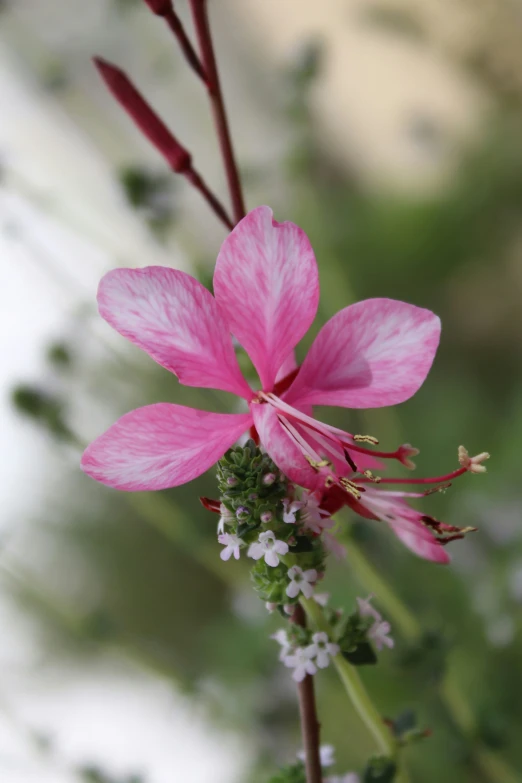 the pink flowers are growing close together