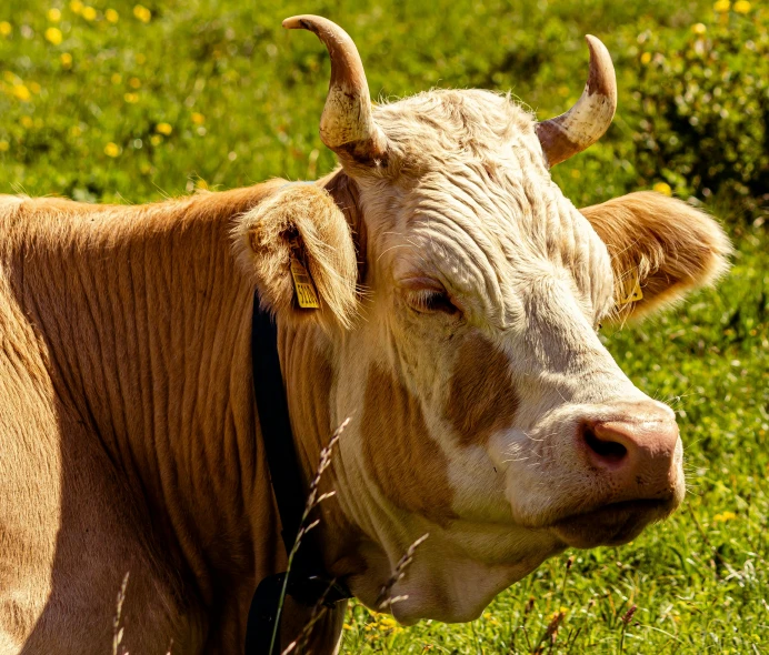 the cow is in a grassy field with its horns hanging down