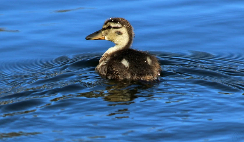 a duck swimming in the blue water with a blurry background