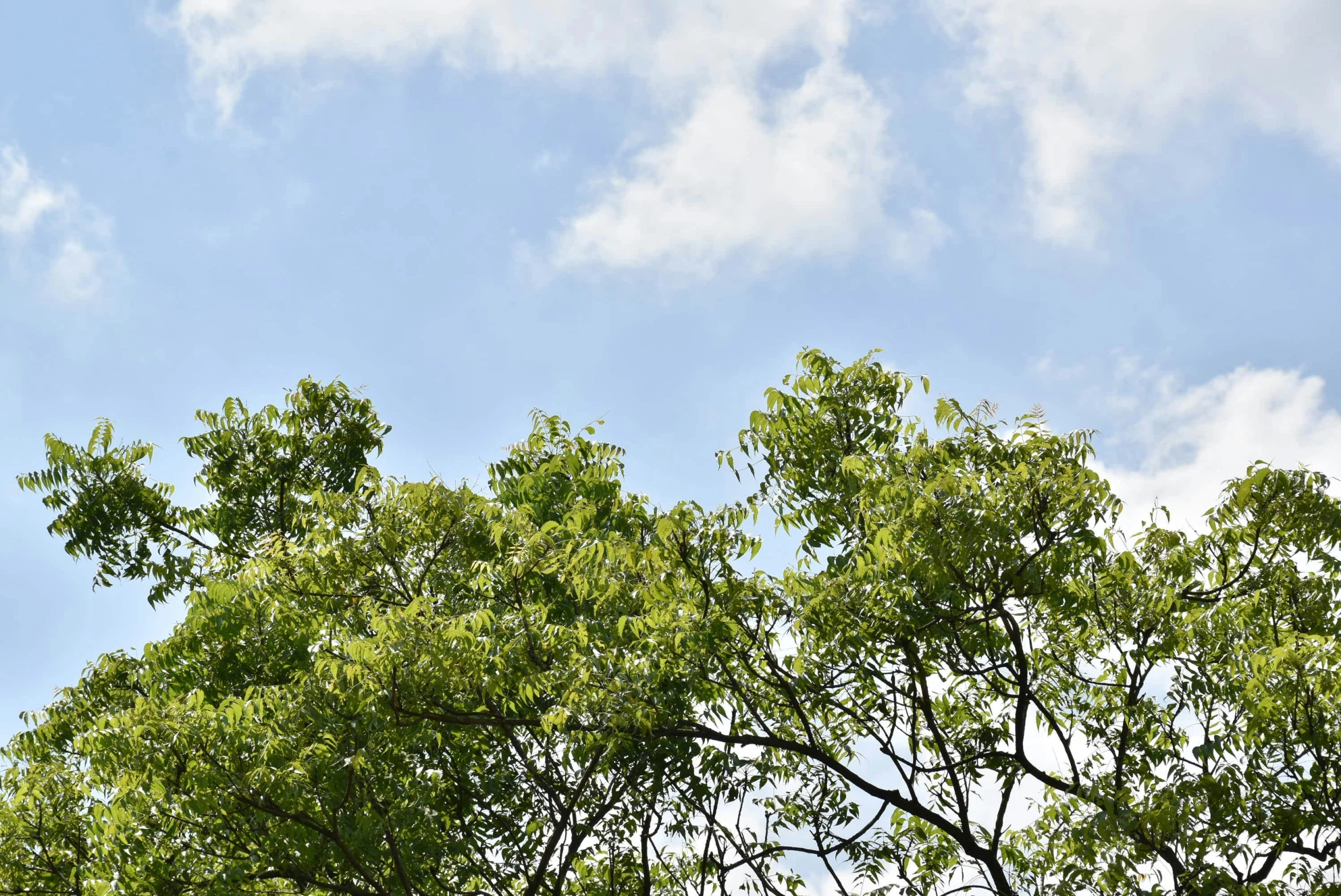 an airplane flying over trees and cloudy blue skies