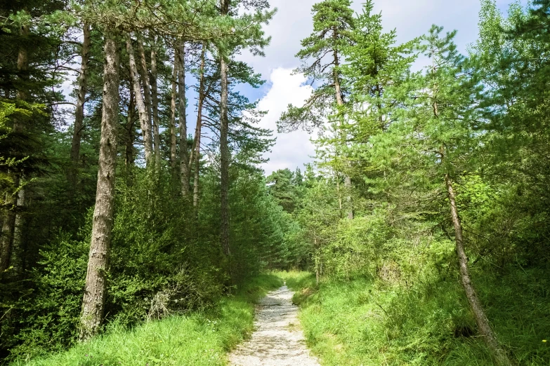 the dirt path winds through the forest with tall trees