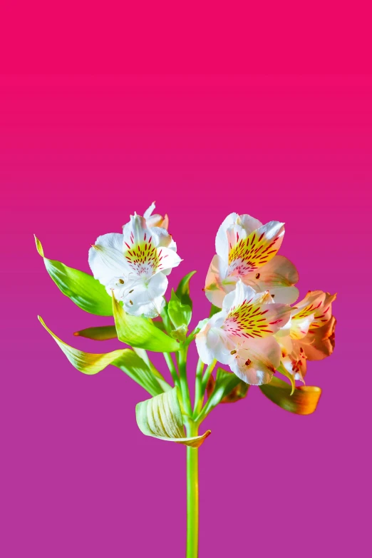 pink and white flowers are displayed on a pink and red background