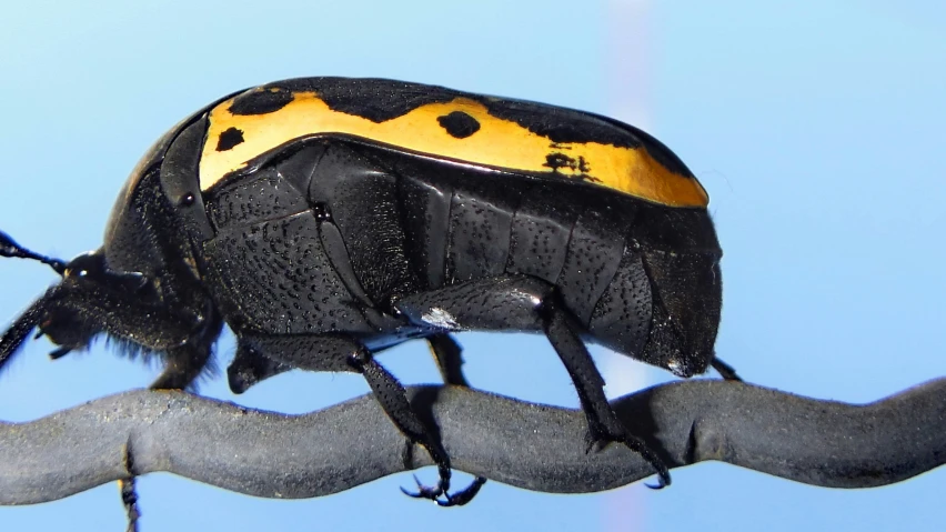 this is an image of a black insect on a tree