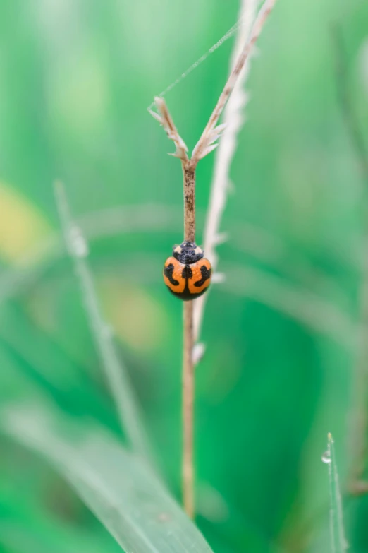 a lady bug sitting on a thin stem of a plant