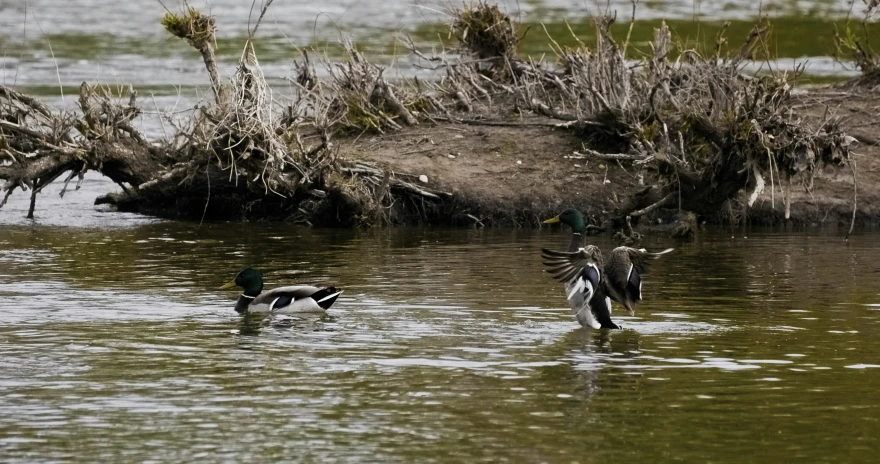 the ducks are enjoying swimming near the bank