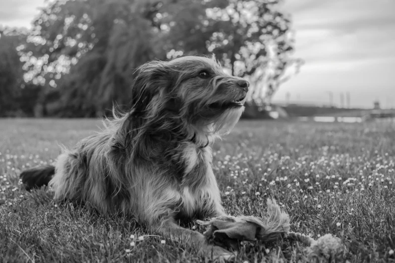 dog laying down on grass with her face partially submerged