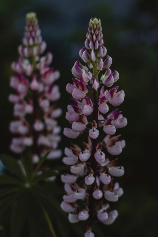 two pink and green flowers that are sitting in the grass