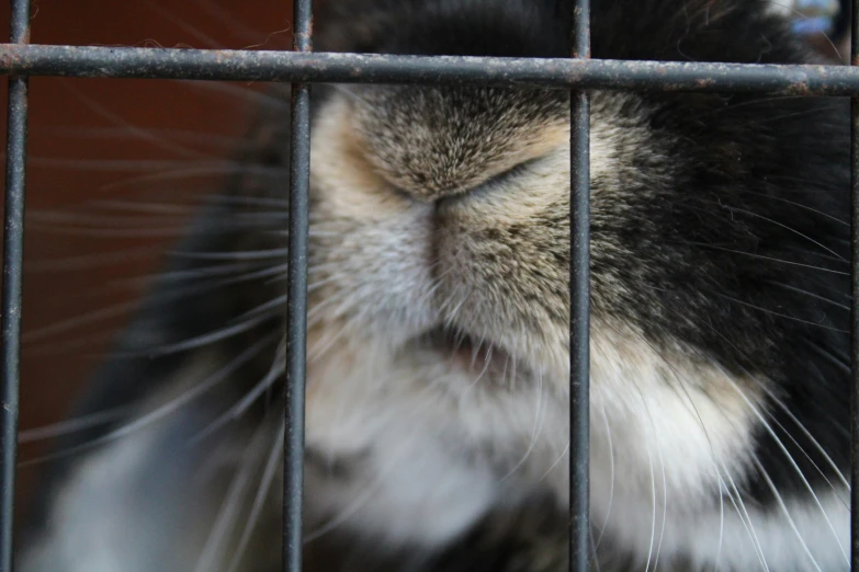 a cat with it's face behind a wire cage