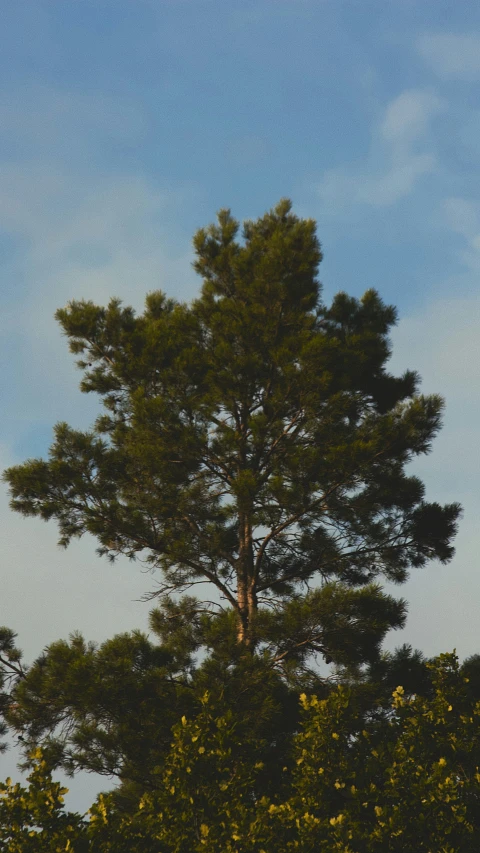 an airplane flying high in the air over trees