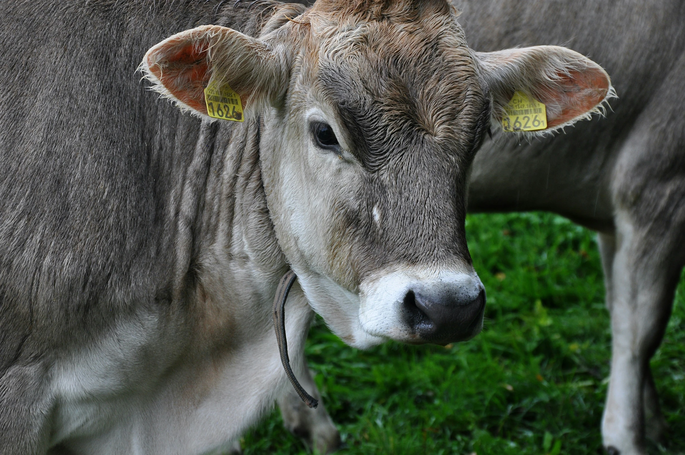 two cows are grazing in the pasture while a third cow is standing behind them