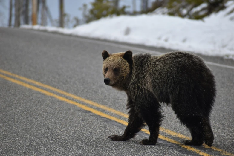 a brown bear walking across a street next to snow