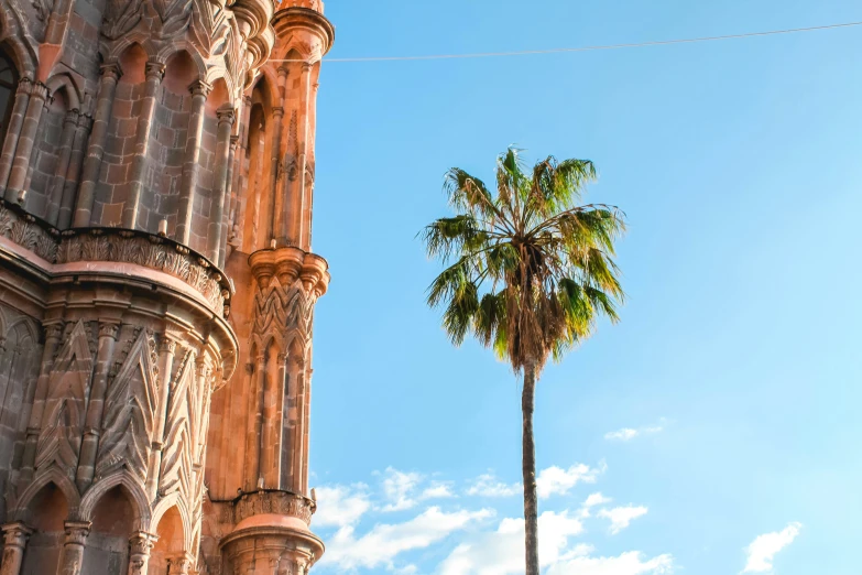 the palm tree is hanging off the side of the building