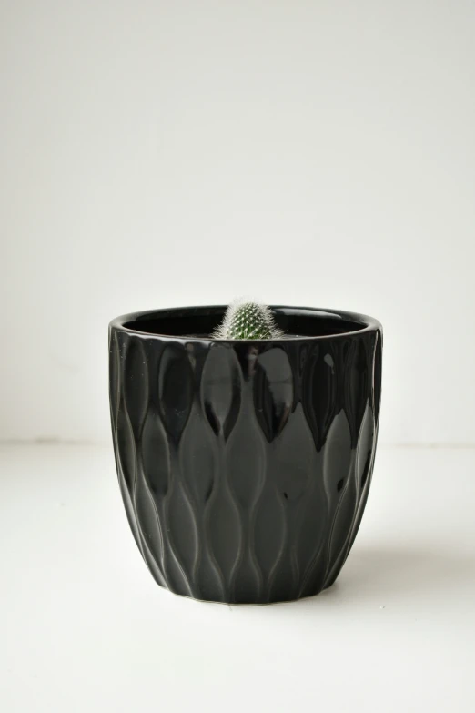 a black potted plant sitting on a white surface