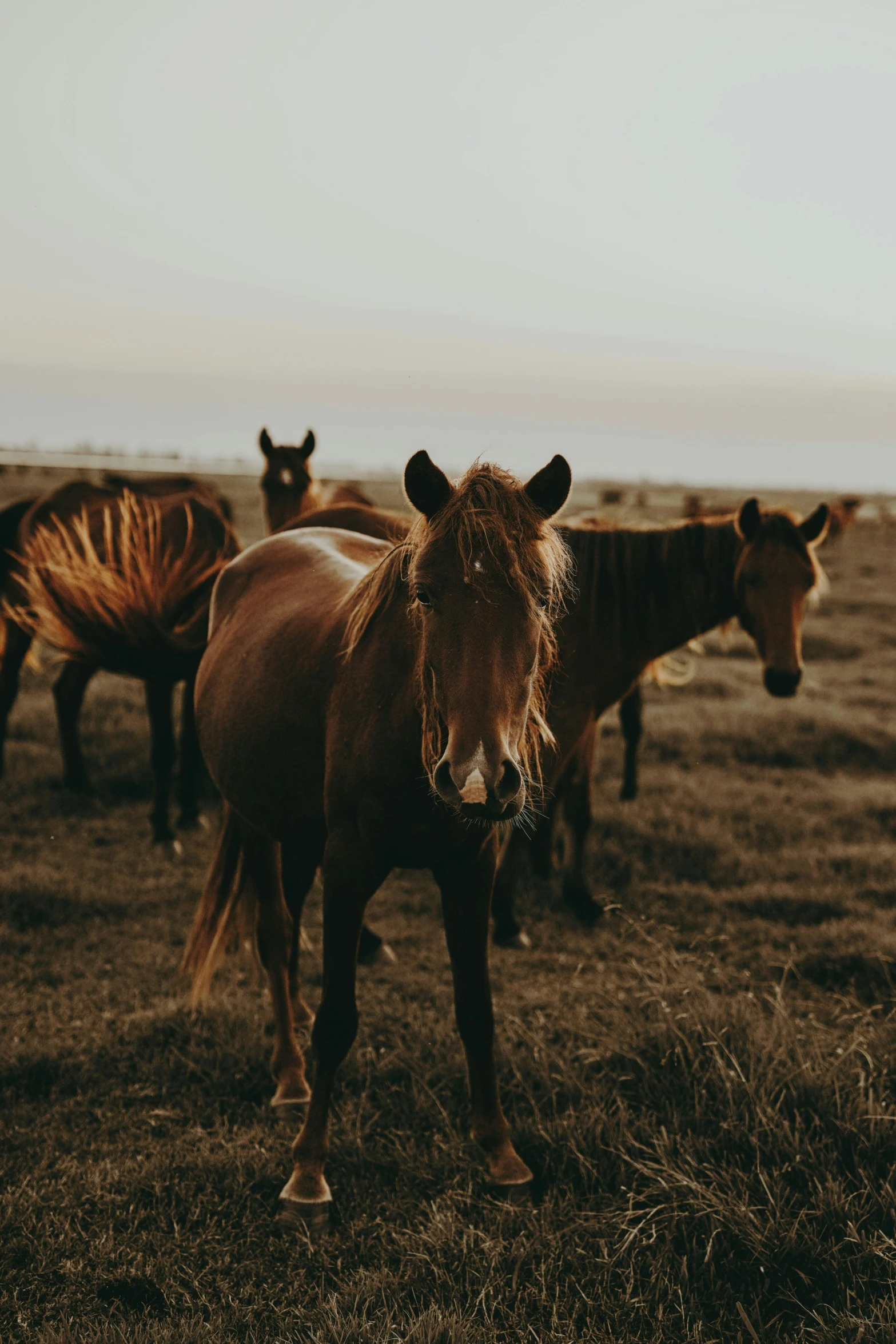 three horses standing in a field with other horses