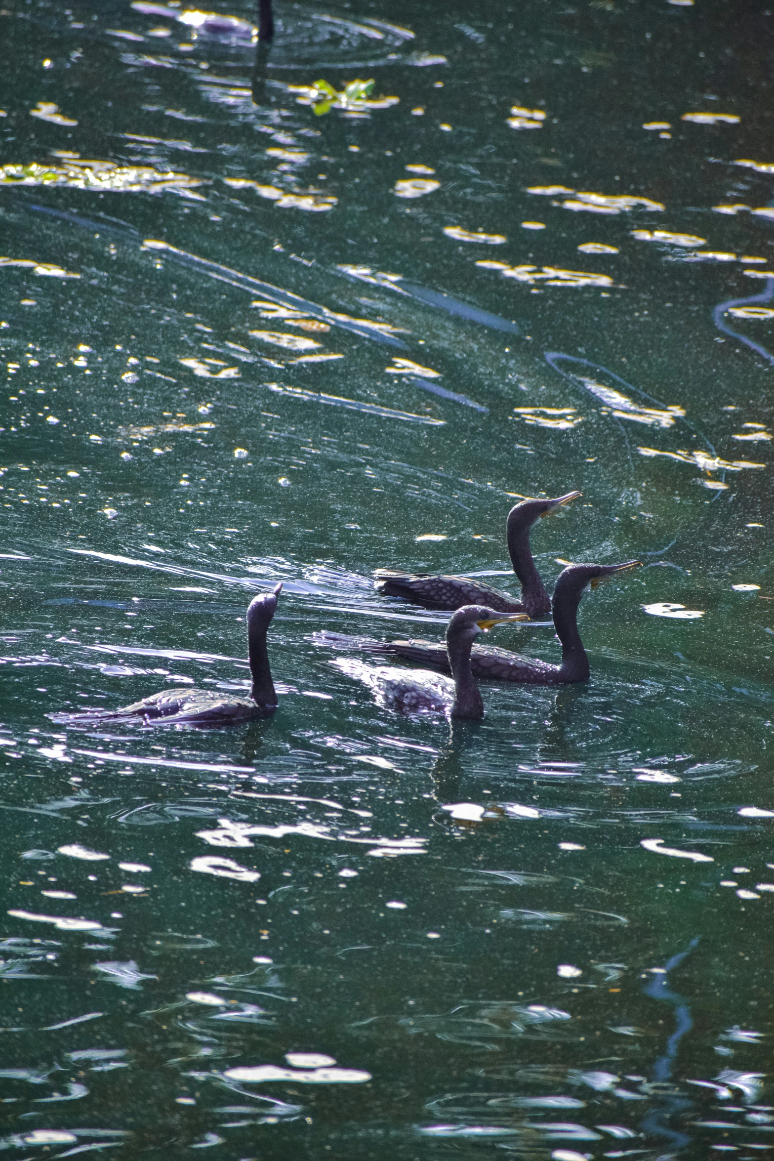 three birds swimming in a pond next to the shore