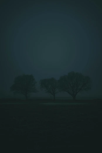three trees in the dark at night