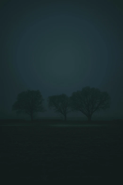 three trees in the dark at night