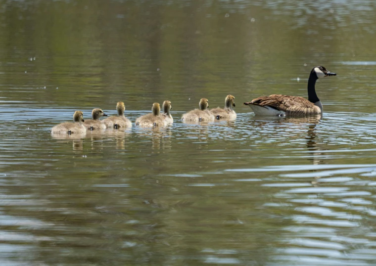 a group of ducks floating on top of a body of water