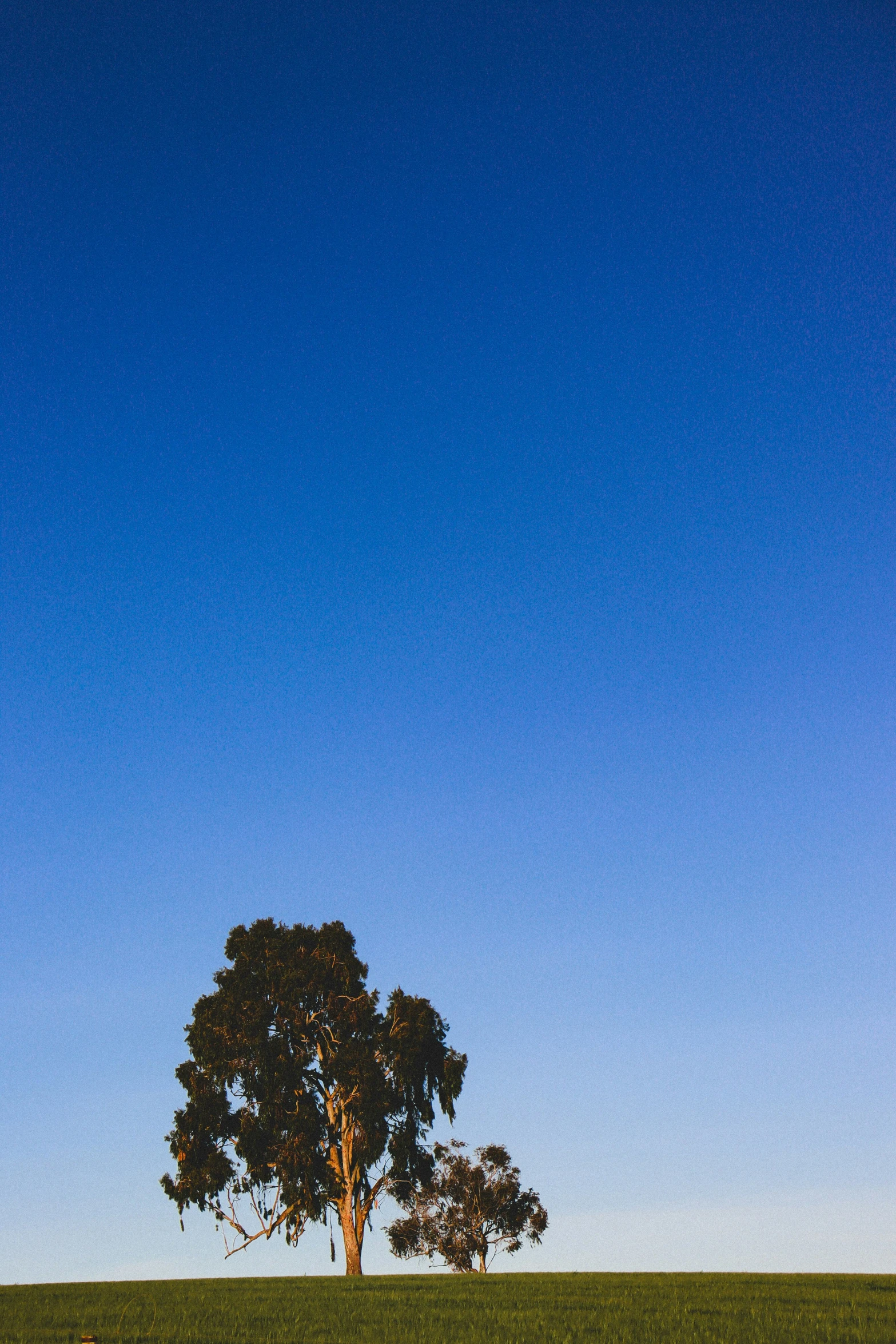 a single tree in the middle of a grassy field