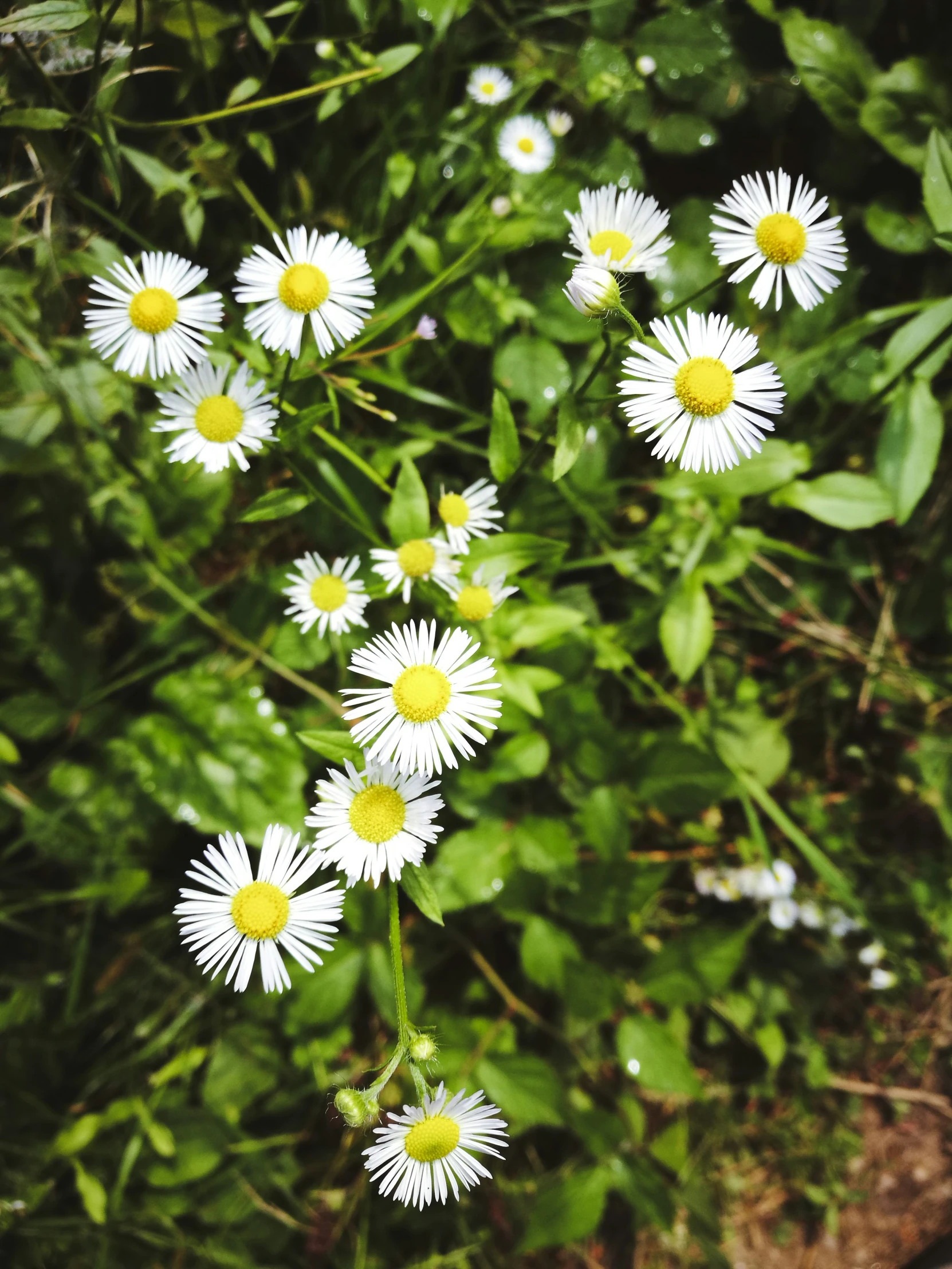 a bunch of daisies that are growing together