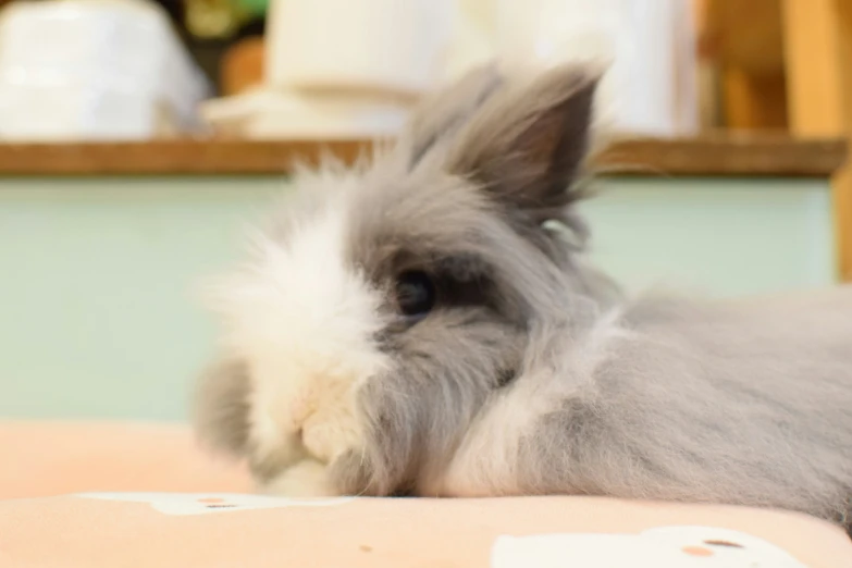 a grey and white animal sitting on top of a table