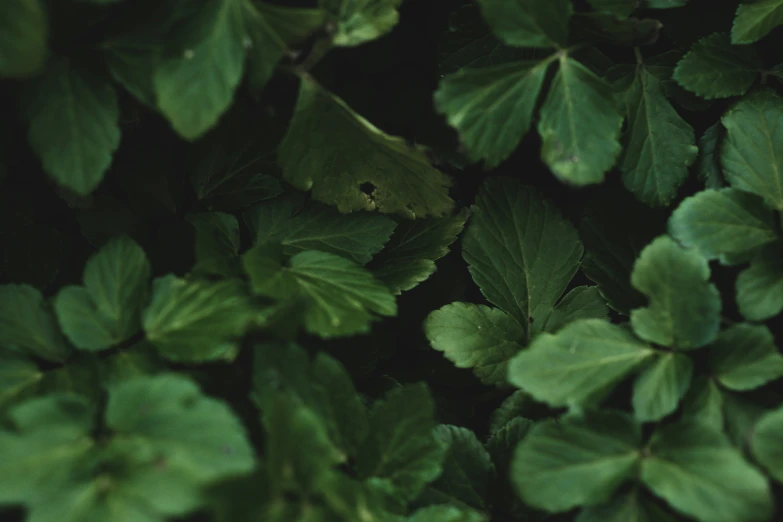 closeup of a green plant with leaves