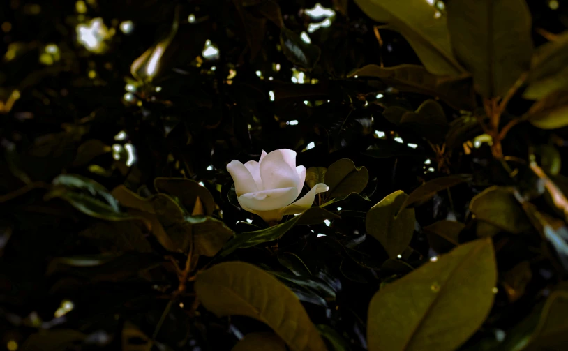 a white flower that is in the middle of a tree