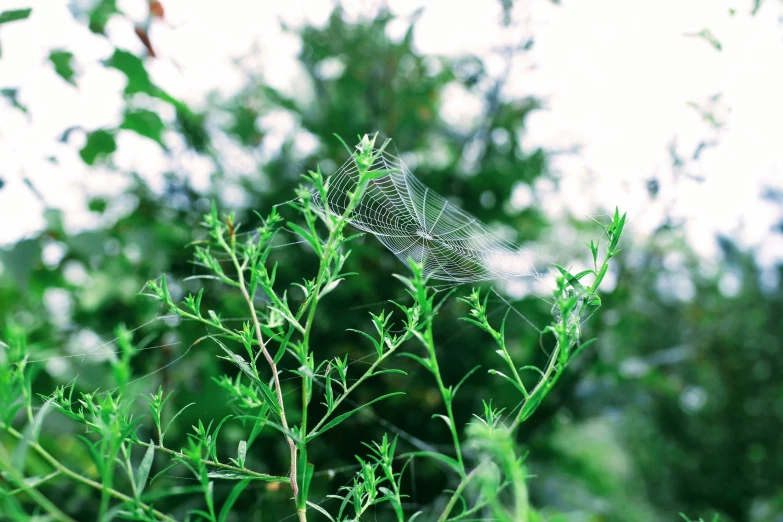 there is a spider web on the plant