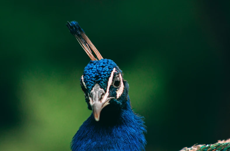 a bird that is standing on some wood